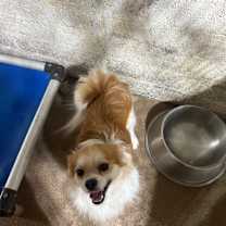 adopt-pet