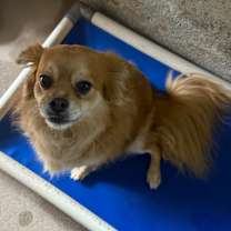 adopt-pet