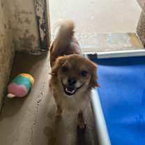 adopt-pet