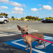 Thumbnail photo of REPTAR G #1