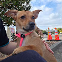 Thumbnail photo of Lindy #1