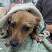 Thumbnail photo of Lindy #2