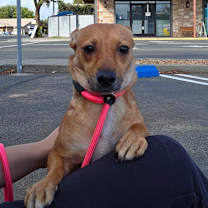 Thumbnail photo of Lindy #3