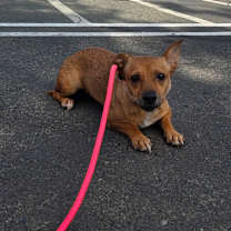 Thumbnail photo of Lindy #4