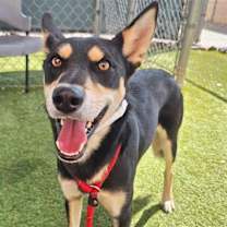 adopt-pet