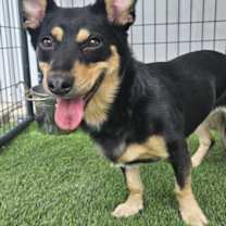 adopt-pet