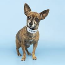 adopt-pet