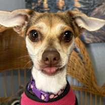 Thumbnail photo of Bella Enchanted #2