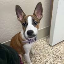 adopt-pet