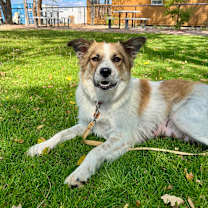 adopt-pet
