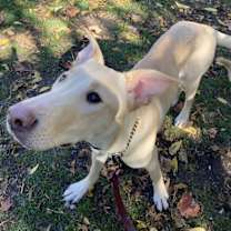 adopt-pet
