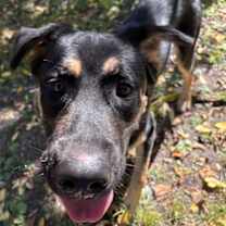 adopt-pet