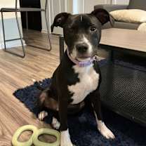 Thumbnail photo of Squid #1