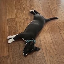 Thumbnail photo of Squid #4