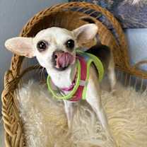 Thumbnail photo of Ella Enchant-adoption pending #2