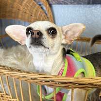 Thumbnail photo of Ella Enchant-adoption pending #4