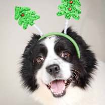 Thumbnail photo of Apollo 5601D #1