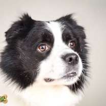 Thumbnail photo of Apollo 5601D #2