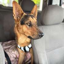 Thumbnail photo of Blue #4