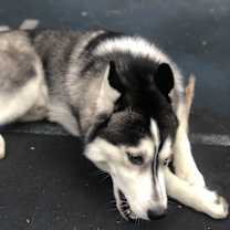 Thumbnail photo of Mavi #3