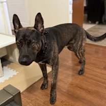 Thumbnail photo of Bachoy #1