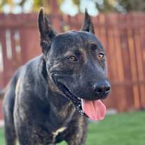 Thumbnail photo of Bachoy #4