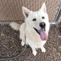 adopt-pet
