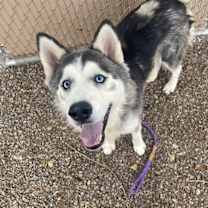 adopt-pet