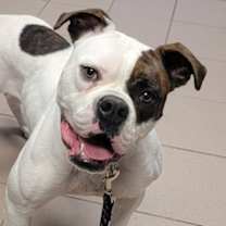 Thumbnail photo of Oggie #1