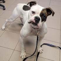 Thumbnail photo of Oggie #2