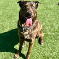 adopt-pet