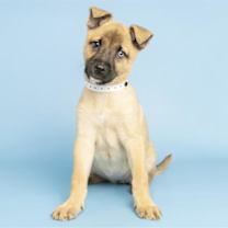 adopt-pet