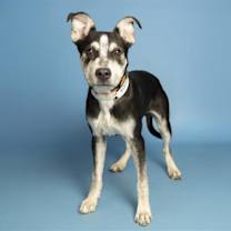 adopt-pet