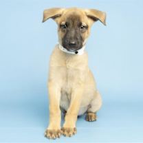 adopt-pet