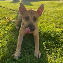 Thumbnail photo of Josie  #3