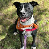 Thumbnail photo of Dreamfyre #2