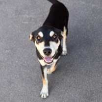 adopt-pet