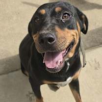 Thumbnail photo of Sparrow #2