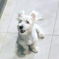 adopt-pet