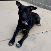 adopt-pet
