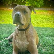 adopt-pet