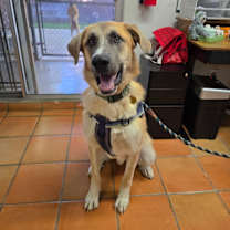 Thumbnail photo of Cobijo #1