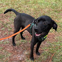 Thumbnail photo of Griff Graff #3