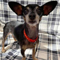 adopt-pet