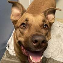 adopt-pet