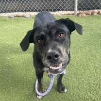 adopt-pet