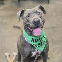 adopt-pet