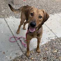 adopt-pet
