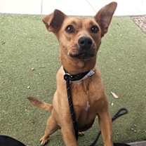 adopt-pet