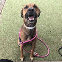 adopt-pet